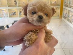 -宠爱多约克夏马尔济斯泰迪小型犬专卖