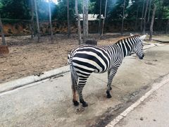 -清迈夜间动物园