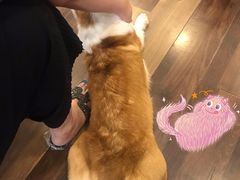 -柯斗斗主题餐厅·狗咖·围炉煮茶·茶饮(国瑞升平里店)