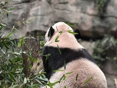 -都江堰中华大熊猫苑