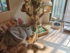 -唐小姐の私宠·宠物洗护美容·撸猫馆·购宠(周浦万达旗舰店)