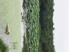 -丁香湖公园