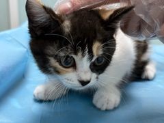 -纳吉亚猫专科动物诊疗中心(蒋宅口分院)