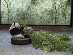 -上海野生动物园