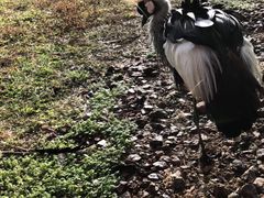 -奥兰多迪士尼动物王国乐园