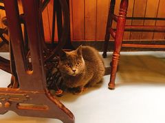 -猫色咖啡·猫咖