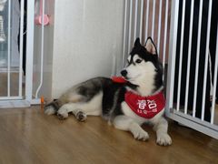 -Husky Go! 哈士奇体验馆·宠物咖啡厅狗咖