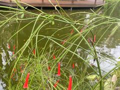 -海南热带野生动植物园