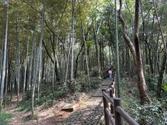 -上海佘山国家森林公园天马山园