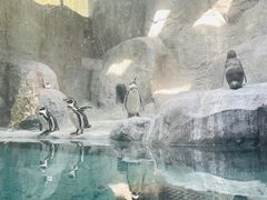 -合肥野生动物园