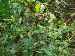 -帽儿山国家森林公园