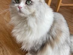 -猫小主咖啡·猫咖cat cafe(福田店)
