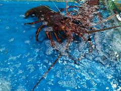 -三亚新鸿港水果一级批发市场