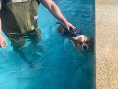 -趣玩宠物乐园寄养训犬训狗游泳池