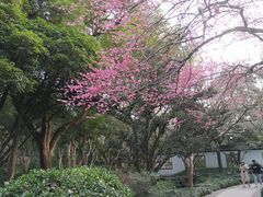-杭州植物园