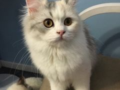 -喵的天空名猫咖啡馆·撸猫·猫舍·用品