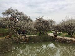 -香雪海