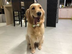 -BABYDOG宝贝狗宠物乐园(欧洲城店)