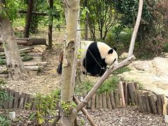 -成都大熊猫繁育研究基地