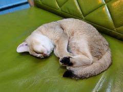 -猫咪咖啡·猫咖(万达广场店)