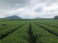 景点-雪绿茶博物馆