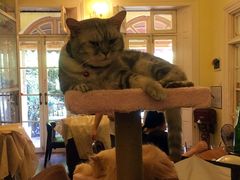 -猫色咖啡·猫咖