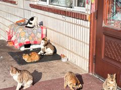 -横道佛手居筋饼店