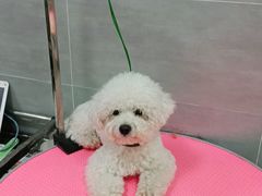 -宠福鑫康馨动物医院·骨科·眼科