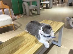 -藏猫猫咖啡主题馆(中央大道店)