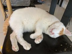 -平行世界·猫咖(首经贸店)