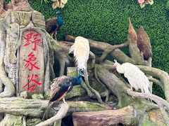 -野象谷景区