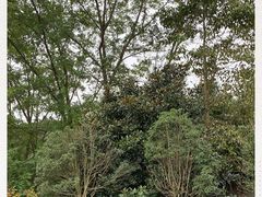 -都江堰中华大熊猫苑