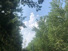 -合肥滨湖国家森林公园