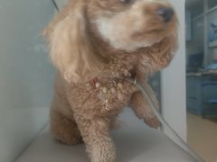 -瑞派·关忠动物医院·猫专科·犬专科(三环新城店)