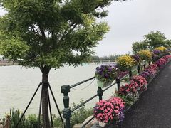 -荷兰花海