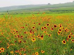 -北纬44度·金珠花海休闲农业旅游景区