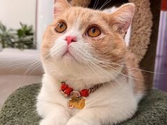 -Bastet sally猫舍购宠(静安店)