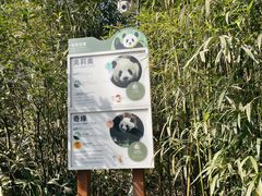 -都江堰中华大熊猫苑