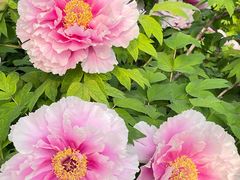 -洛阳市隋唐城遗址植物园