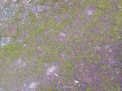 -约翰·菲茨杰拉德·肯尼迪国际机场