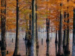 -白鹭湾湿地公园