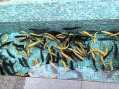 -京北渔家傲