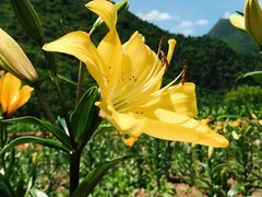 -青峰峡国家森林公园