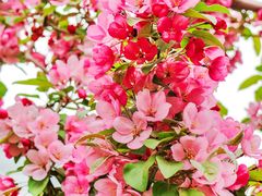 -海棠花溪(元大都城垣遗址公园)