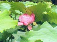 -陈家山荷花公园