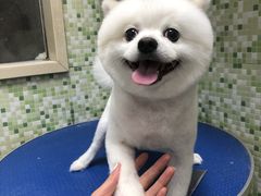 -瑞鹏宠物医院·微创内窥镜·骨外科·牙科(翠竹分院)