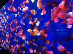 -成都浩海立方海洋公园