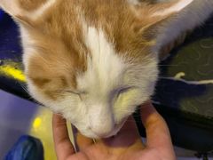 -平行世界·猫咖(首经贸店)