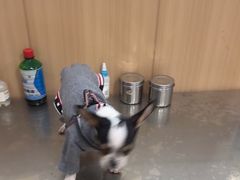 -米苏动物医院·犬猫专科·骨科外科内窥镜