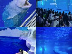 -秦皇岛乐岛海洋王国